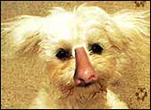 dogs with amusing noses