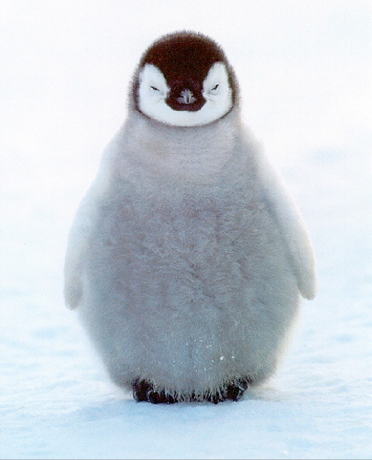 Download b3ta.com challenge: fluffy the penguin