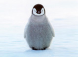 fluffy the penguin
