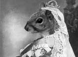 squirrels in history