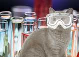 kittens doing science
