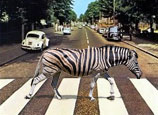 zebras!