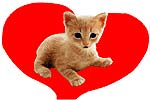 i love you (kitten)